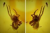 Detailed Fossil Spider (Araneae) in Baltic Amber #145468-1